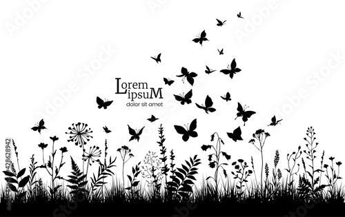 Floral background with black silhouettes of herbs, flowers and butterflies. Spring or summer background.