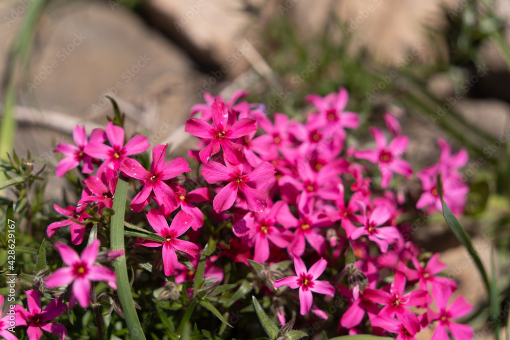 Pretty Moss Phlox Flowers Covering Spring Garden
