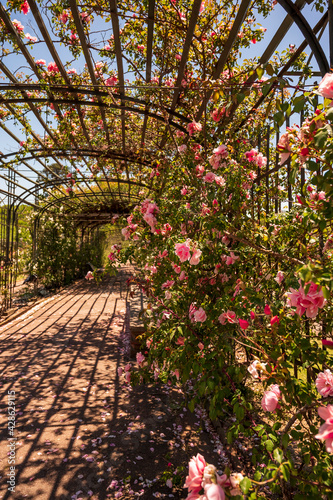 Flores rosas en el Rosedal del Prado en Montevideo (Uruguay)
