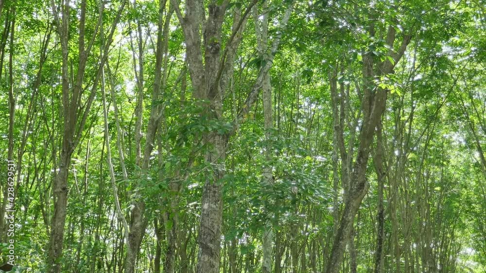 Rubber trees, economic crops in the south of Thailand Rubber trees, economic crops in the south of Thailand
