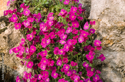 Aubriette, aubrieta deltoidea photo