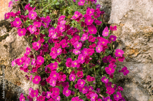 Aubriette, aubrieta deltoidea