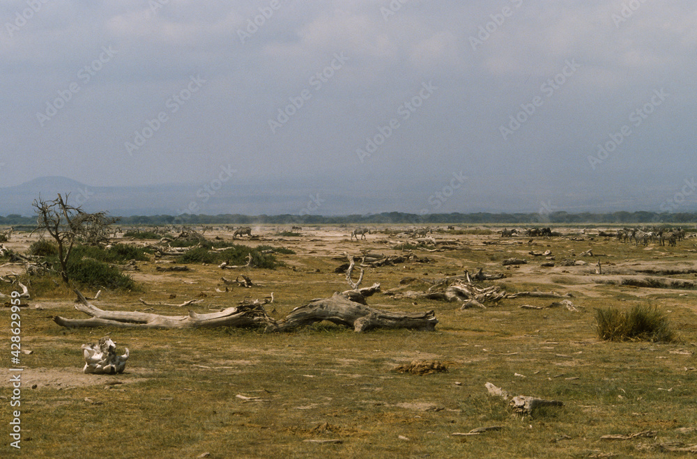 savane désertique, Parc national, Amboseli, Kenya savane désertique, Parc national, Amboseli, Kenya