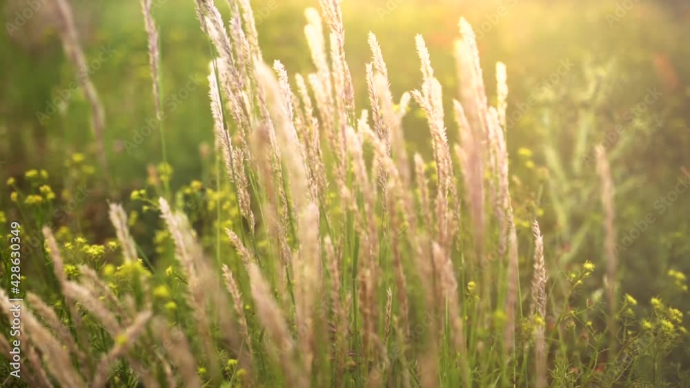Scene with vegetation swaying in breeze at golden hour. Gimbal, shallow focus Scene with vegetation swaying in breeze at golden hour. Gimbal, shallow focus