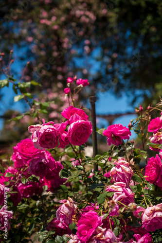 Flores rosas en el Rosedal del Prado en Montevideo (Uruguay)