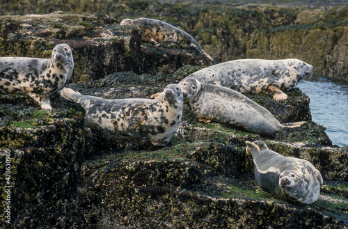 Phoque gris, Halichoerus grypus