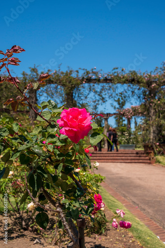 Flores rosas en el Rosedal del Prado en Montevideo (Uruguay)