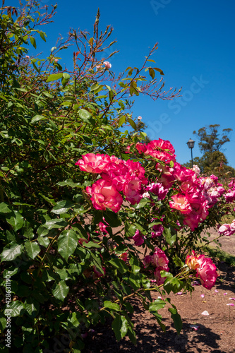 Flores rosas en el Rosedal del Prado en Montevideo (Uruguay)