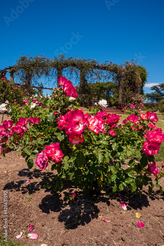 Flores rosas en el Rosedal del Prado en Montevideo (Uruguay)