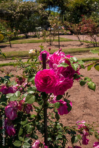 Flores rosas en el Rosedal del Prado en Montevideo (Uruguay)
