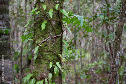 Rainforest in Thailand, Krabi province