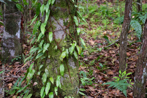 Rainforest in Thailand, Krabi province