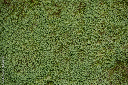 Green moss carpet, background texture