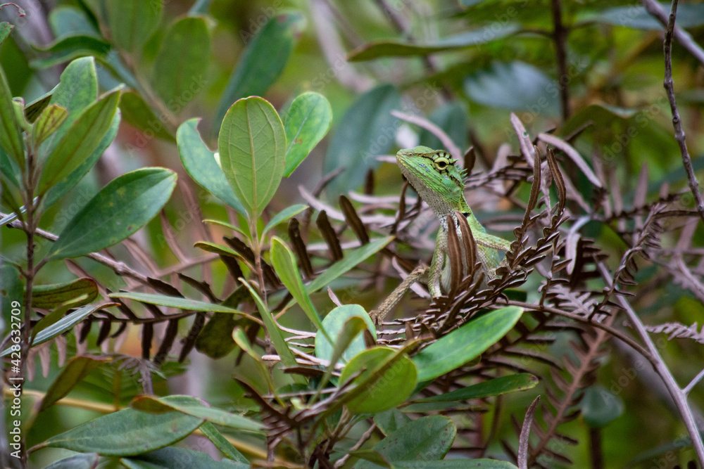 Fototapeta premium Beautiful Calotes lizard in the greens