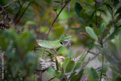 Beautiful Calotes lizard in the greens