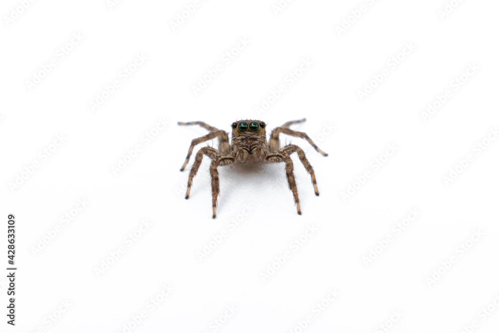 House Spider close up isolated on white background