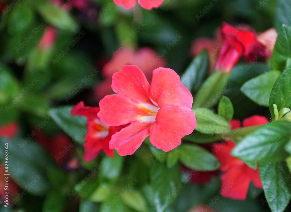 Close up of the light red color of Monkey 'Valentine' flower