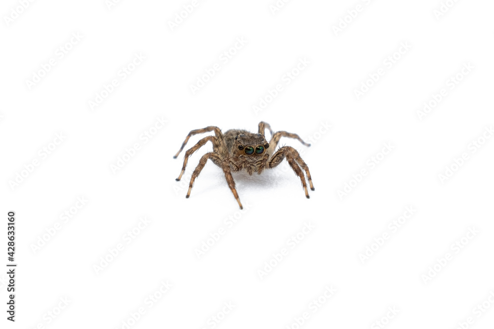 House Spider close up isolated on white background