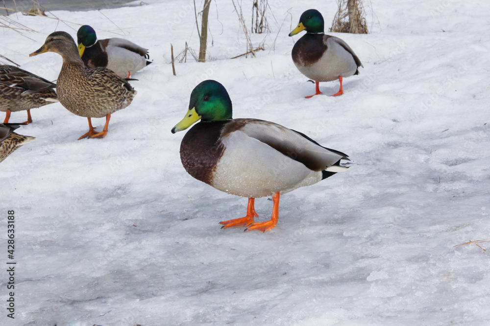 wild duck drake in winter in the snow looking for food wild duck drake in winter in the snow looking for food