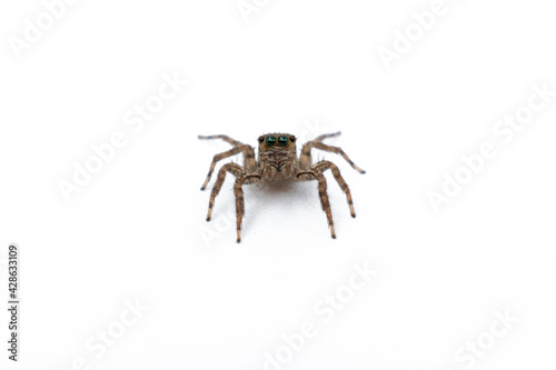 House Spider close up isolated on white background