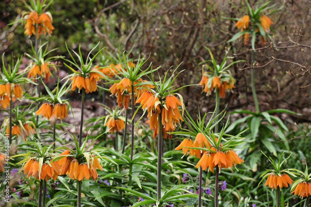Fritillaria imperialis 'Early Dream' in flower Fritillaria imperialis 'Early Dream' in flower