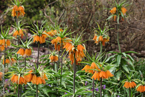 Fritillaria imperialis 'Early Dream' in flower