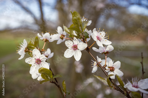 Frühlingsblüten