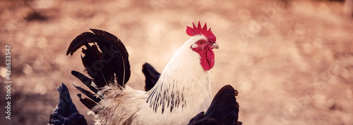 Obraz na plátně A white cock, rooster walking freely in nature in spring, male chicken bird