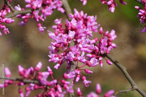 Tiny flowers of Eastern Redbud trees at full bloom © K.A
