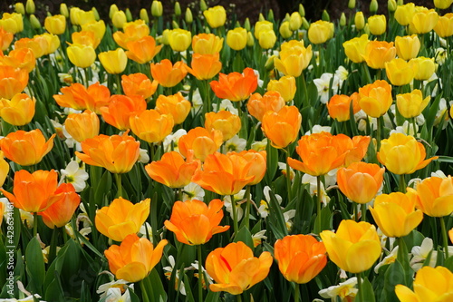Beautiful orange and yellow color of Darwin Hybrid tulip 'Daydream' flowers at full bloom © K.A