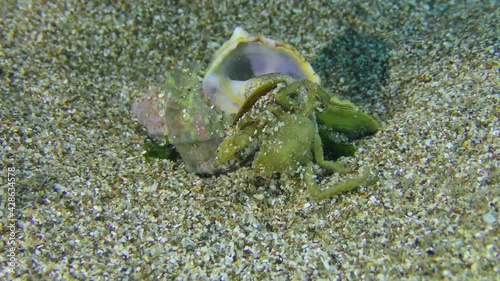 Murex Trunculus or Duplex murex (Hexaplex trunculus) eats small crab.