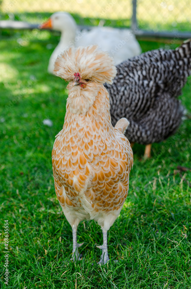 Fototapeta premium Elvis Chicken