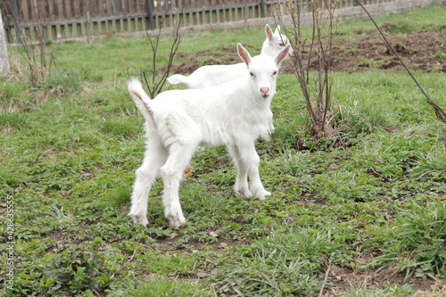 Goat on a meadow. White baby goat sniffing green grass outside at an animal sanctuary, cute and adorable little goat. Head from white goat kid.