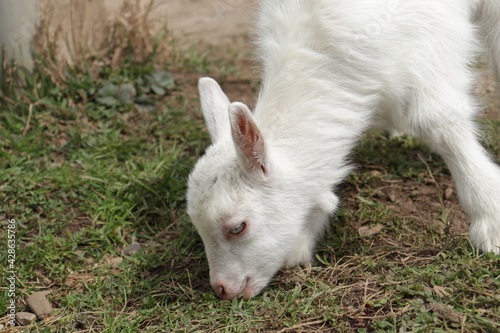 Goat on a meadow. White baby goat sniffing green grass outside at an animal sanctuary, cute and adorable little goat. Head from white goat kid. © LP
