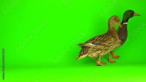 Mallard (Anas platyrhynchos) is a river mallard. Green screen background. photo