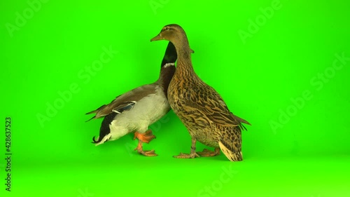 Mallard (Anas platyrhynchos) is a river mallard. Green screen background. photo