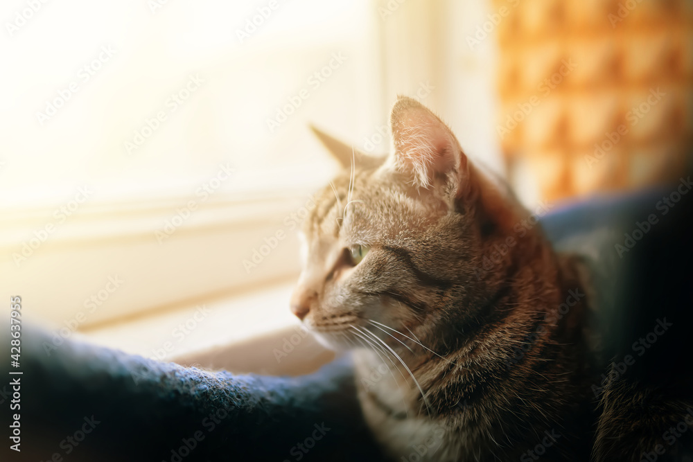 Close up of sad pussycat. Tabby cat looks out window. Pet sit near windowsill. Close up animal portrait.