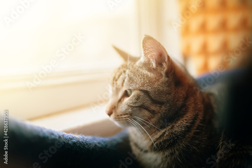 Close up of sad pussycat. Tabby cat looks out window. Pet sit near windowsill. Close up animal portrait.