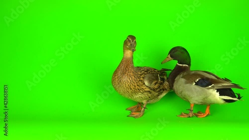 Mallard (Anas platyrhynchos) is a river mallard. Green screen background. photo