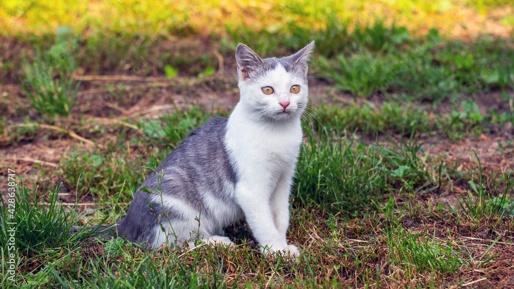 Young cat with white and gray fur in the garden on the grass