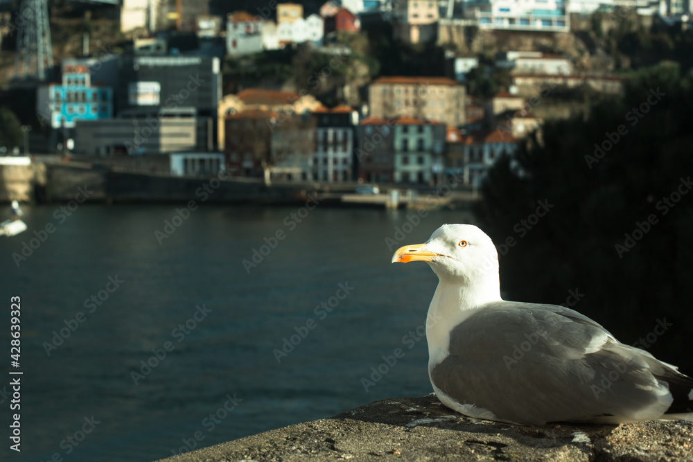 Seagull on the waterfront of the old town in Porto, Portugal.