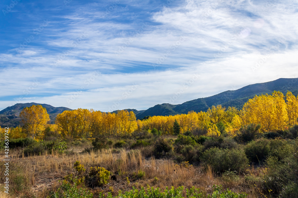 Poplar forest with yellow leaves near Serpis river.