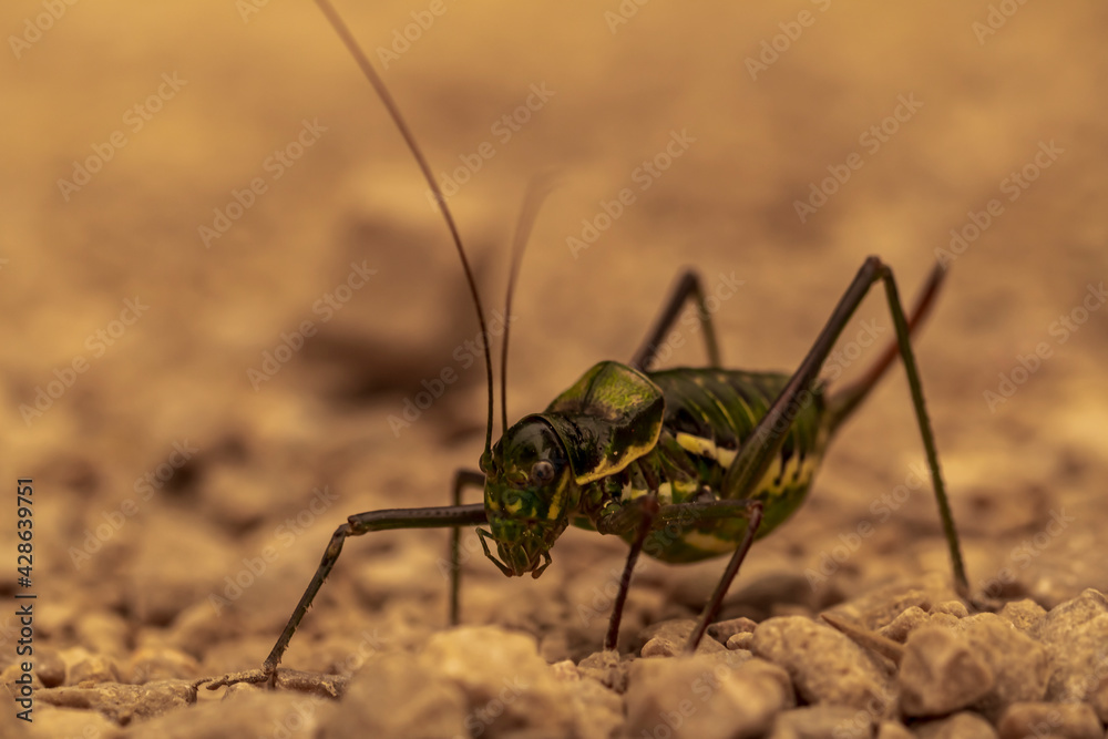 Macro photography of a cricket in sepia colors. Macro photography of a cricket in sepia colors.