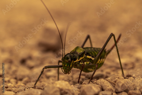 Macro photography of a cricket in sepia colors. © Pablo Eskuder
