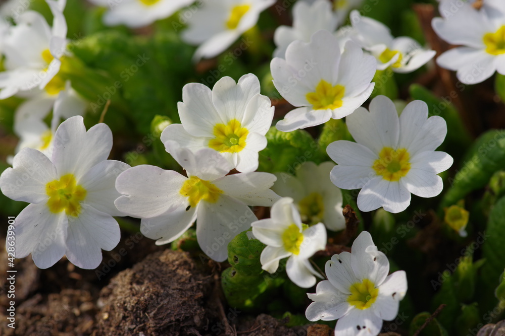 Fototapeta premium white and yellow flowers