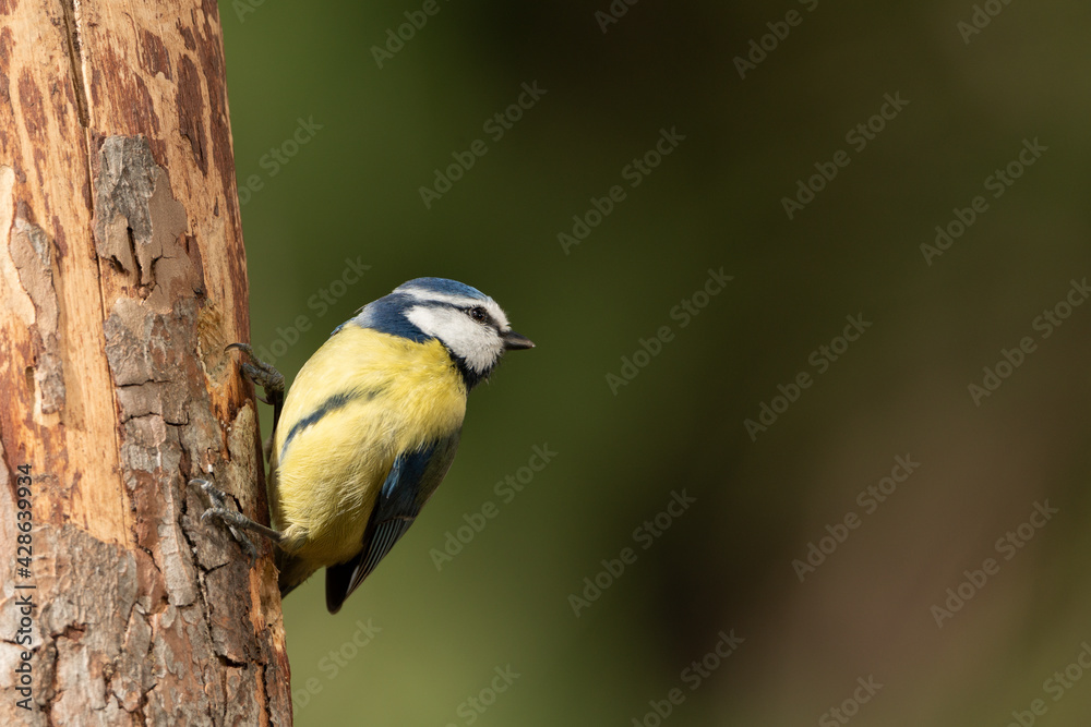 Obraz premium herrerillo común de perfil posado en un troco de pino (Cyanistes caeruleus)​