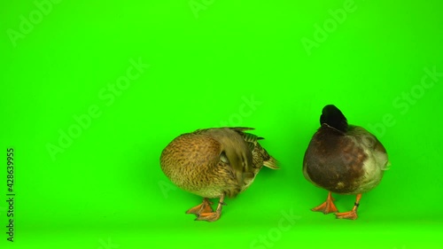 Mallard (Anas platyrhynchos) is a river mallard. Green screen background. photo