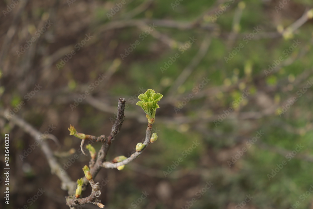 Tree buds in spring. Young large buds on branches against blurred background under the bright sun. Beautiful Fresh spring Natural background. Sunny day. Few buds for spring theme.
