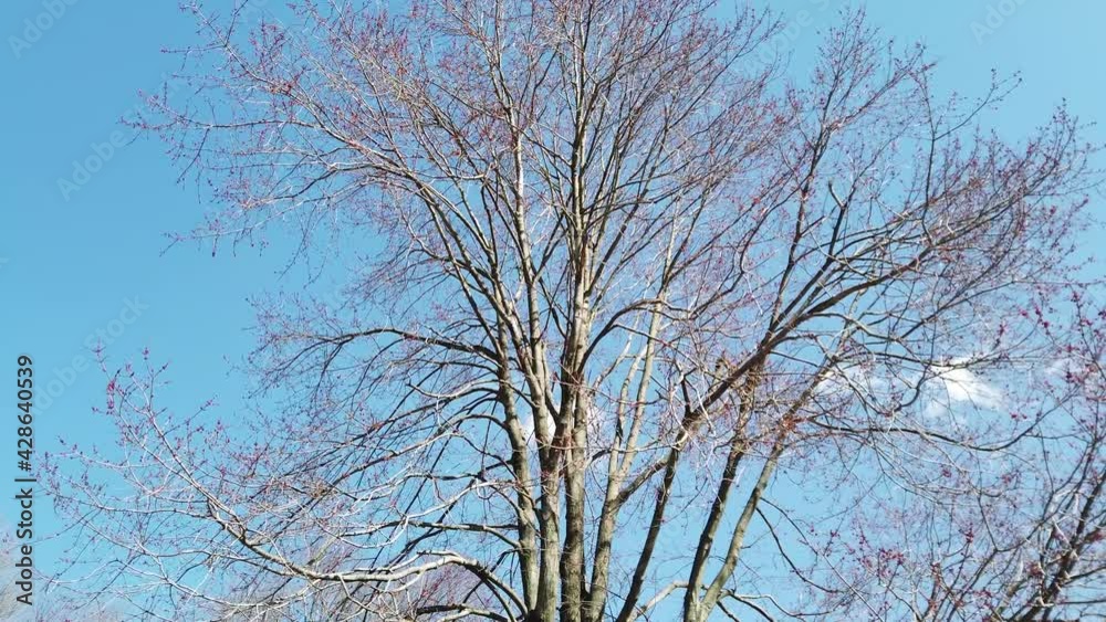 Tree tops with beautiful pink flowers are seen swaying with the wind against a deep blue sky with small white puffy clouds Tree tops with beautiful pink flowers are seen swaying with the wind against a deep blue sky with small white puffy clouds
