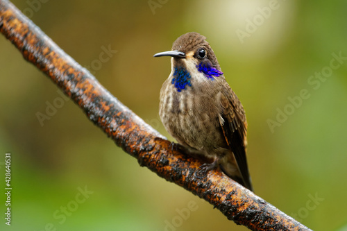 Brown Violet-ear - Colibri delphinae large hummingbird, bird breeds at middle elevations in the mountains in Central America, western and northern South America, Trinidad and in Brazilian state Bahia photo